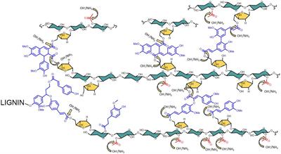 A New Method to Overcome Carboxyamide Formation During AFEX Pretreatment of Lignocellulosic Biomass